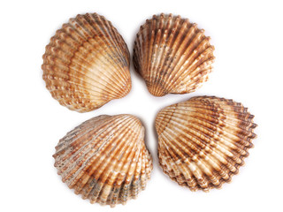 Tropical clam shell on a white background