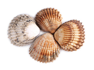 Tropical clam shell on a white background