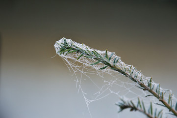 Conifer branch in the web