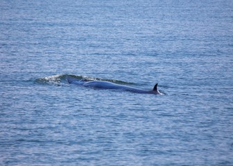 Fototapeta premium Bryde's whale (Balaenoptera brydei)