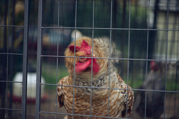 rooster in motion