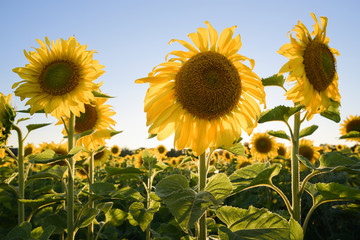 Agricultural plantation growing. Maturing sun flowers under sun rays