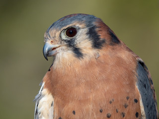 American Kestrel
