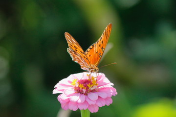 Borboleta
