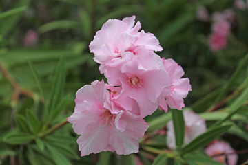 pink oleander