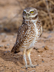 Burrowing Owl 2