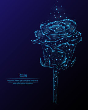 Abstract image of a rose in the form of constellations and starry sky, consisting of points and lines.