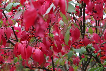 Toronto Canada High Park Red Flowers