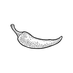 Chilli whole, half and slice. Vector vintage engraving