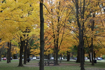 Naklejka premium Toronto Canada High Park Yellow Tree