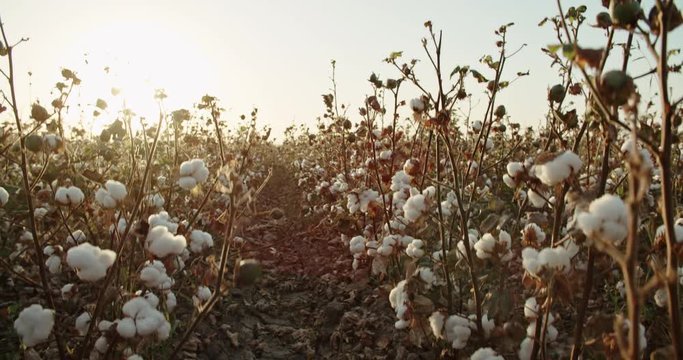 White highest quality cotton blooming in huge field, sun shining through the white buds - agriculture, ecology concept 4k