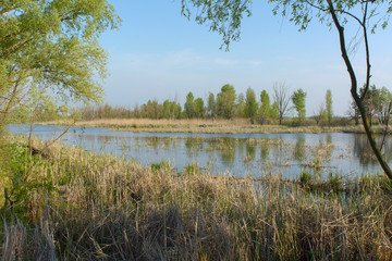 Landscape with lake and trees