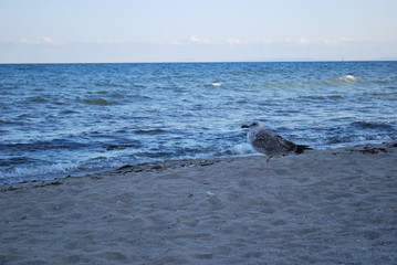 Fototapeta premium seagull on the beach
