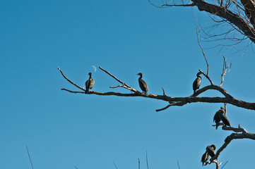 Cormorants