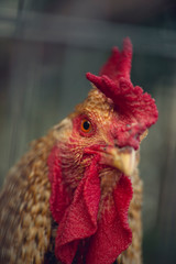 close-up of a rooster
