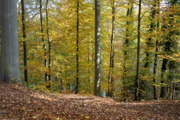 Forest during Autumn at Switzerland 