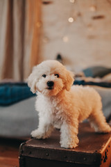 cute white puppy is looking at the camera