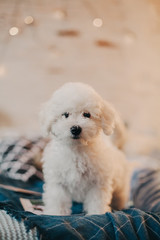 cute white puppy is looking at the camera