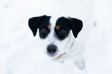 Jack Russell Terrier. Walking outdoors in the winter. Beautiful closeup portrait. How to protect your pet from hypothermia. 