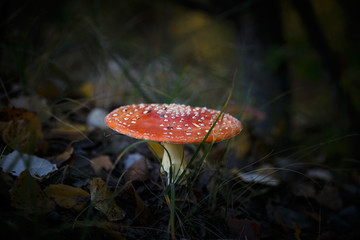 Poisonous Spotted Mushrooms in Magical Green Forest