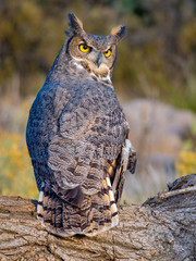 Great Horned Owl