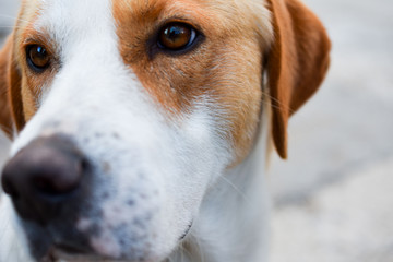 dog portrait, white brown dog with beautiful brown eyes