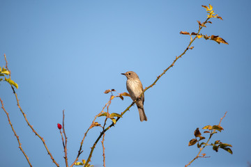 Benekli sinekkapan » Spotted Flycatcher » Muscicapa striata
