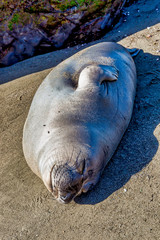 Sleeping Sea Lion on Beach on Sand