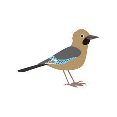 Beautiful multi-colored bird isolated on white background.