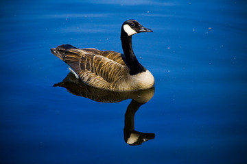 Obraz premium canadian goose in the water