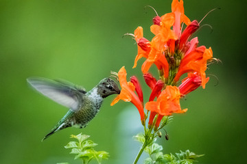 Anna's Hummingbird on Flower 