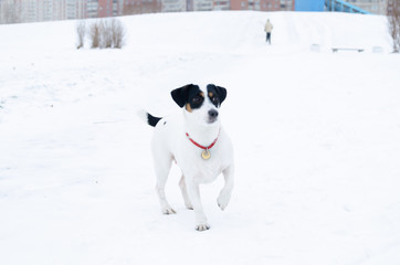 Jack Russell Terrier. The dog performs the commands of its owner. Walking outdoors in the winter.  How to protect your pet from hypothermia. 