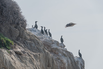 Group of Double-crested cormorants at the El Matador State Beach in Malibu, California