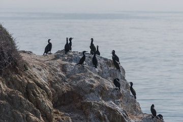Group of Double-crested cormorants at the El Matador State Beach in Malibu, California 