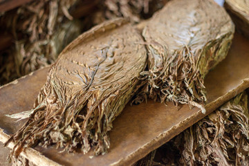 Dried tobacco leaves before they are rolled in cigars