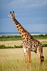 Masai Giraffe 