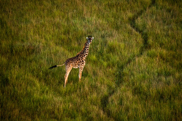 Giraffe in Masai Mara 