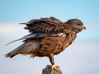Rough-Legged Hawk