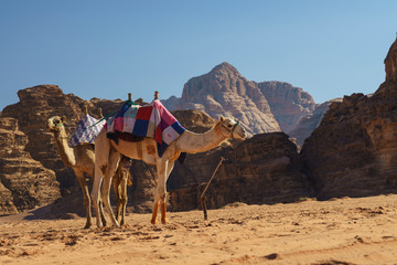 Camels in the desert