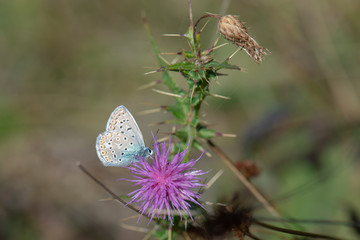 Lycaenidae / Çokgözlü Mavi / / Polyommatus icarus
