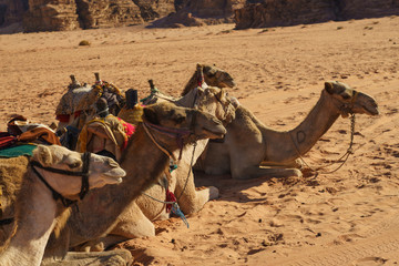 Camels in the desert