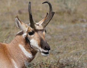 Closeup of a Pronghorn Buck