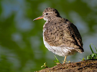 Spotted Sandpiper