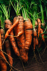 Fresh carrots close-up on a wooden background