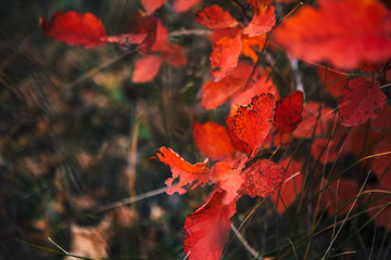 Red leaves in forest on blurred background