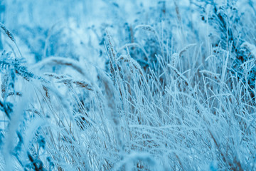 frozen plants in hoarfrost in winter afternoon
