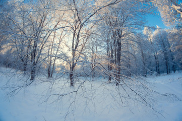 beautiful winter landscape, snowy forest on a sunny day, fish eye distortion, tall snowy trees with a blue sky