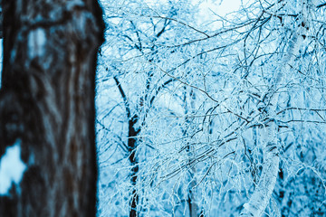winter forest and branches in the snow during the day