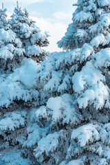 Fir tree covered in snow