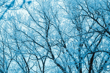 winter forest and branches in the snow during the day